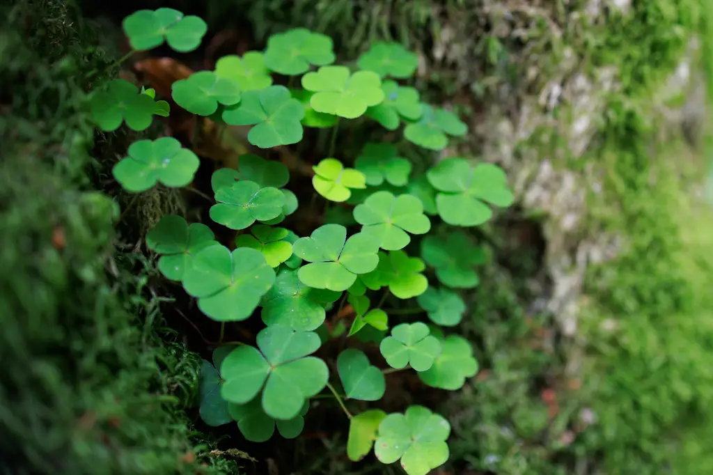 公益彩券申請指南：讓愛心點亮社會希望
